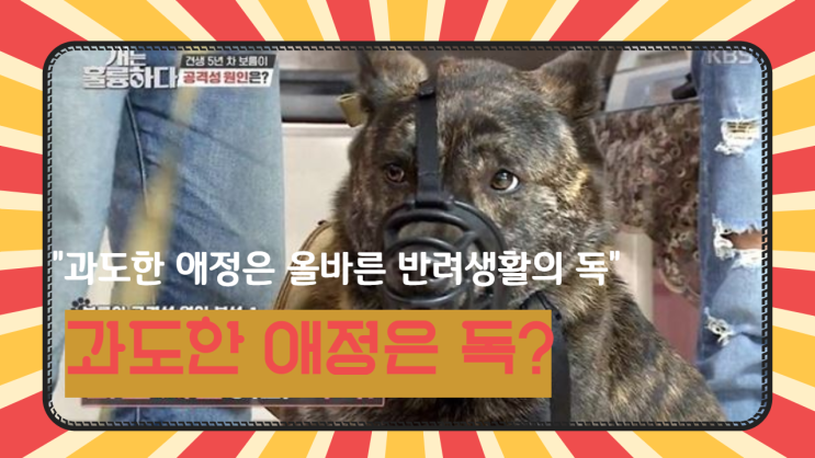  개는 훌륭하다 어록 "과도한 애정은 올바른 반려 생활의 독"