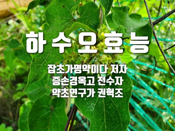  백하수오 효능