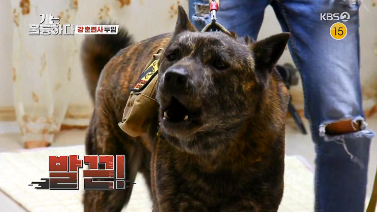 개는 훌륭하다 보름이 - 개훌륭 늑대견 진돗개 높은 공격성 개는 훌륭하다 보름이 - 개훌륭 늑대견 진돗개 높은 공격성