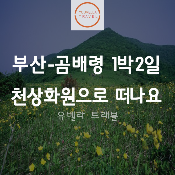 [부산출발] 천상화원 곰배령 1박2일 투어 부산 수송버스 포함