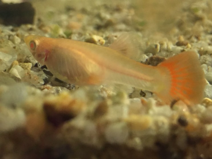  물생활 4개월째...구피의 생명력 Guppy's viability