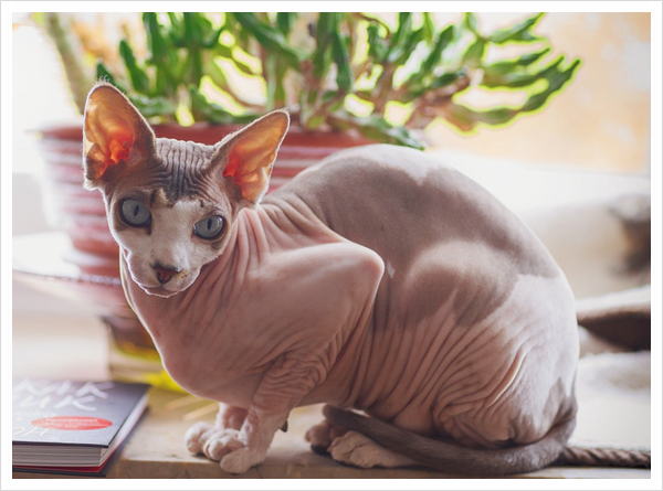 스핑크스 고양이 (특징, 성격, 집사와의 궁합도)알아보기