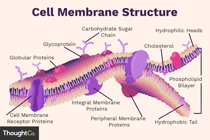  3 cytoplasm cytosl dna 