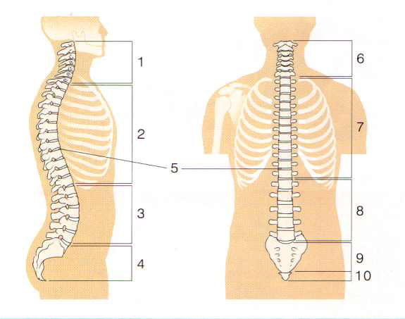  [뼈대계통 - 골학] 1. 척주 (vertebrae column)