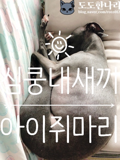 심쿵내새끼 @ 이탈리안그레이하운드 마리