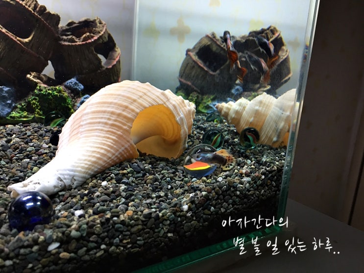  물생활 초보 구피 키우기 어항 셋팅 완료 물맞댐 이사 그리고 치어 합사