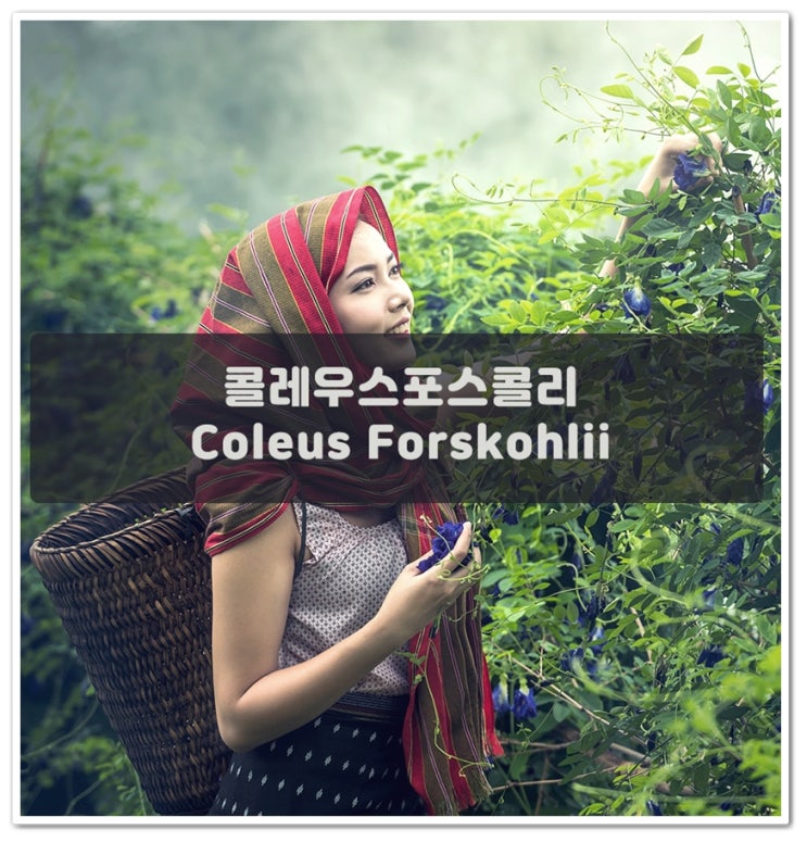  콜레우스포스콜리-Coleus Forskohlii