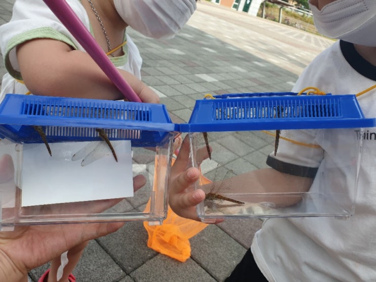 동탄 잠자리 많은곳 드뎌 찾았어요 동탄 잠자리 많은곳 드뎌 찾았어요