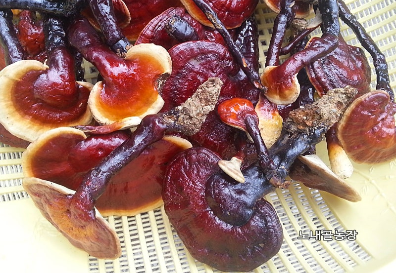 야생 영지버섯 차 식용 방법 가격 안내