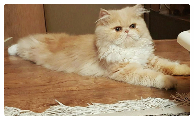 페르시안 고양이 (특징,성격, 집사와의 궁합)알아보기