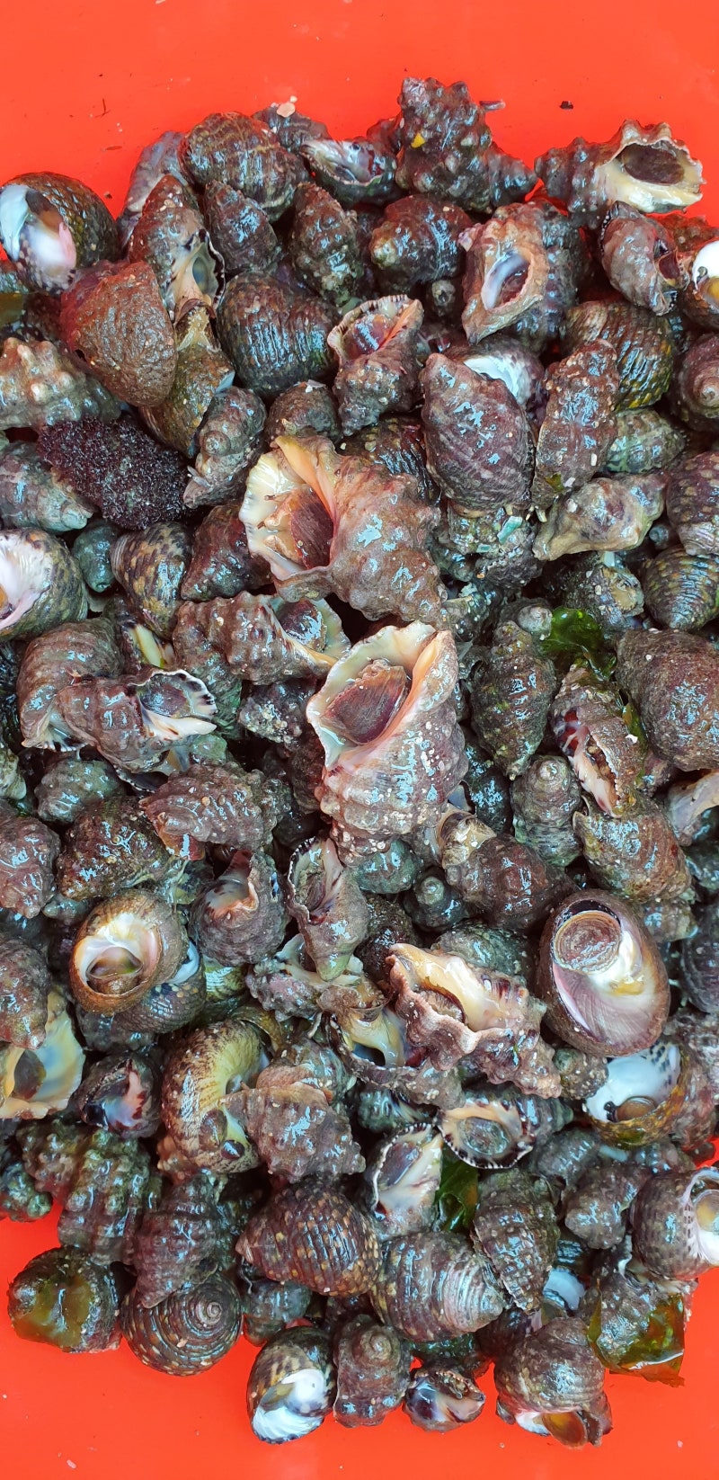 바다고동 맛있게 삶는법 : 네이버 블로그