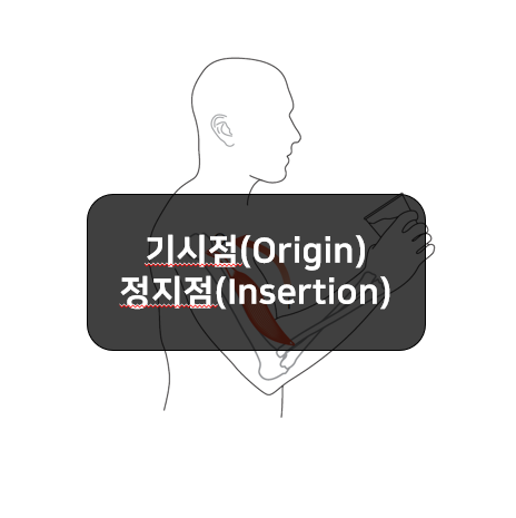 근육의 부착부위-기시점(origin), 정지점(insertion)