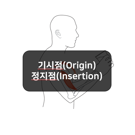 근육의 부착부위-기시점(origin), 정지점(insertion)