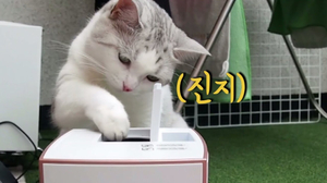 혼자 간식 꺼내먹는 고양이 (feat. 러붐 lovoom cctvㅣ고양이 강아지 cctv) 혼자 간식 꺼내먹는 고양이 (feat. 러붐 lovoom cctvㅣ고양이 강아지 cctv)