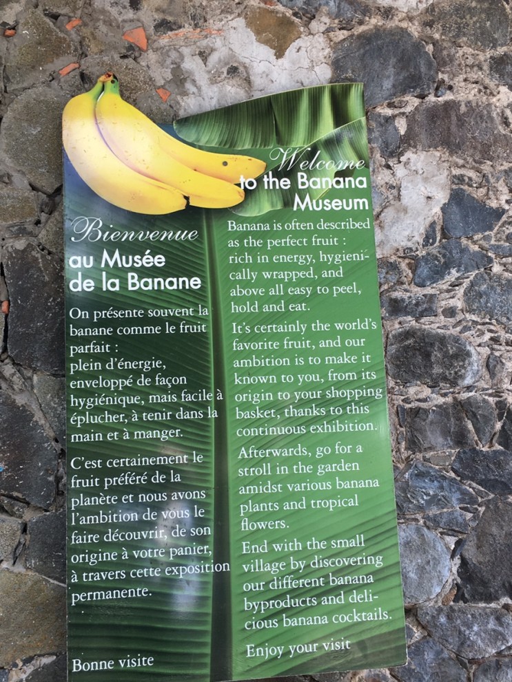 마르티니크: 바나나 꽃을 처음보다_ 바나나 박물관