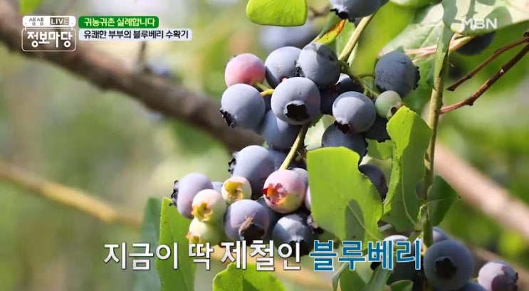  블루베리 수확현장, 블루베리 성분, 효능, 먹는 방법