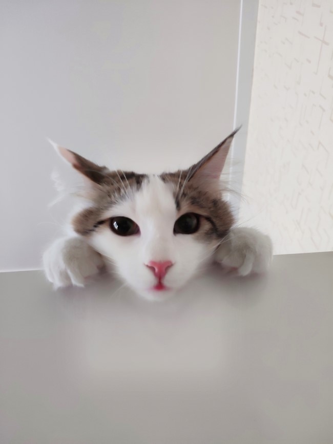고양이 눈물 사료란 무엇인가? 고양이 고급 사료를 먹여보자! 고양이 눈물 사료란 무엇인가? 고양이 고급 사료를 먹여보자!