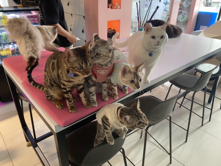  ʚ 홍대고양이카페 / 홍대멀티방 ɞ  '마오카페'에서 닌텐도 스위치도하고 고양이들이랑도 놀 수 있는 데이트 장소