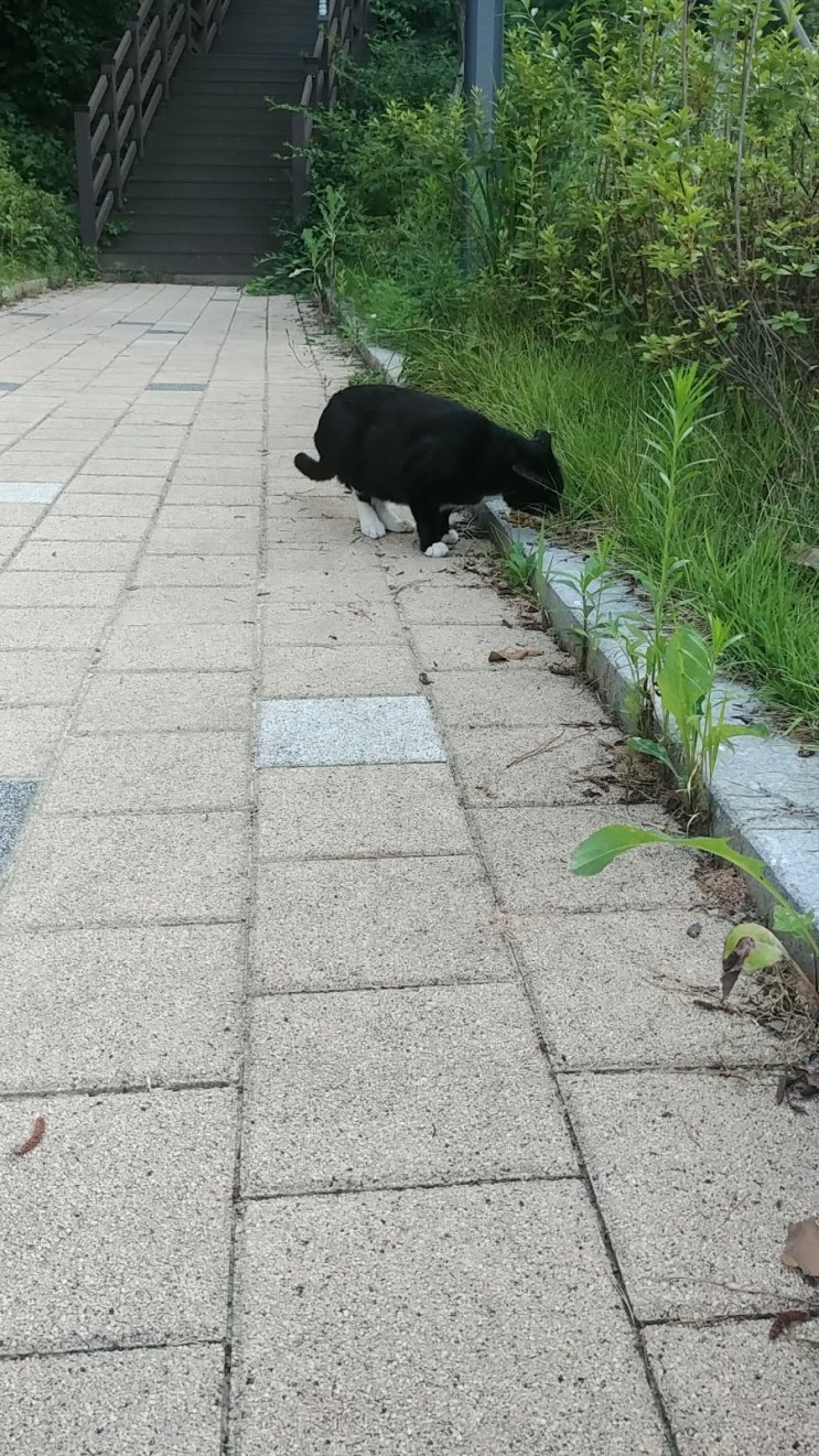  오늘도 레오 밥 셔틀
