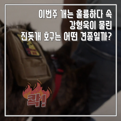 개훌륭 강형욱도 물린 진돗개 호구에 대한 모든 것