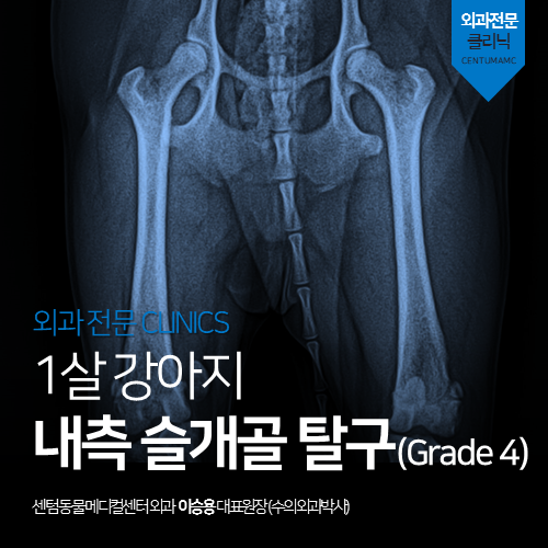  [정형외과] 강아지 내측 슬개골 탈구 (Grade 4)