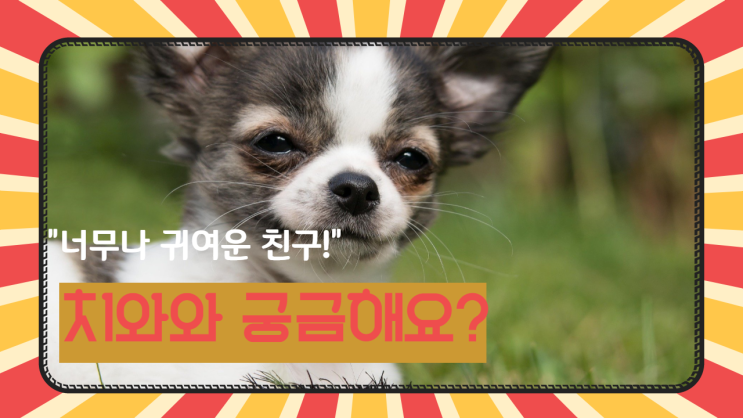  치와와(Chihuahua)가 궁금해요?