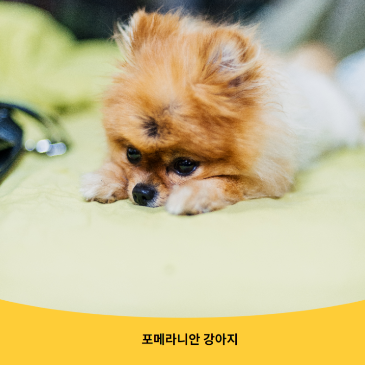  진짜! 스피츠 VS 진짜! 포메라니안 구별 방법?