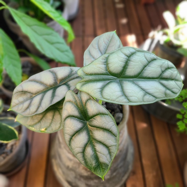  알로카시아 실버드래곤(Alocasia silverdragon) 쉽게 키우기