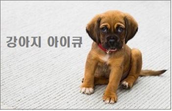  강아지 아이큐 및 시력 상식