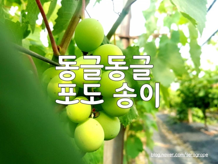  동글동글 포도송이