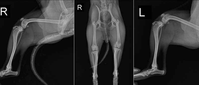 강아지 성장판 열려있는 슬개골 탈구 4기 재활 강아지 성장판 열려있는 슬개골 탈구 4기 재활