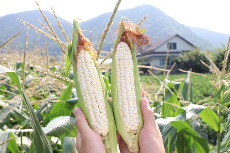 맛있는 미백 햇찰옥수수, 농장 직거래 택배 주문 판매 (2020년 강원도 영월)