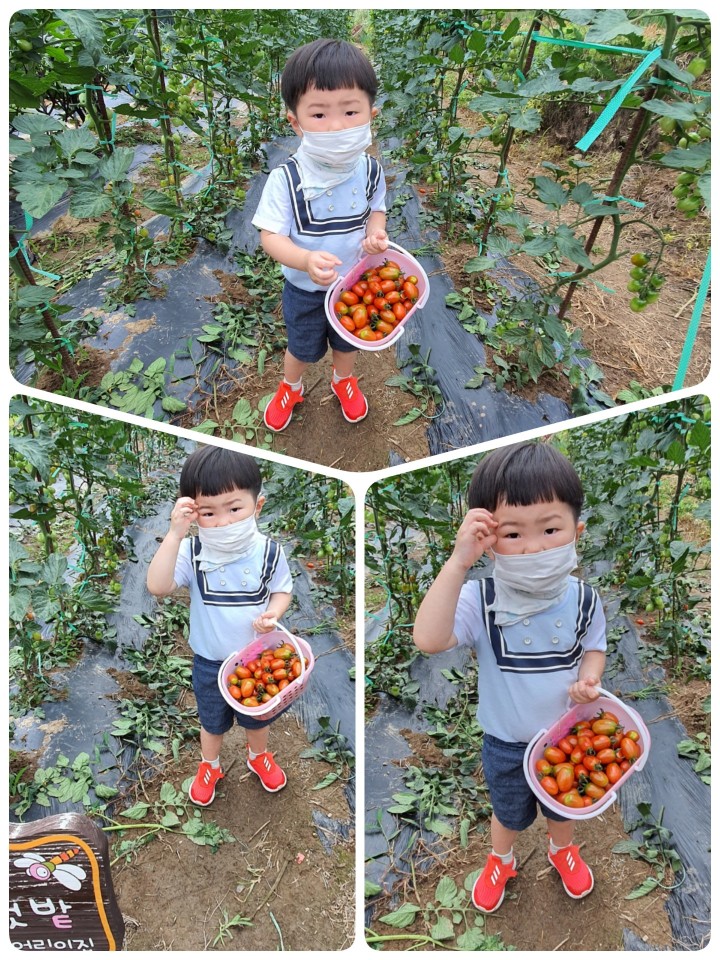  토마토는 원래 시뻘건거만은 아닌가봐요.