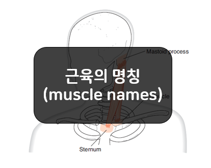 근육 명칭(muscle names) 또는 이름으로 알 수 있는 정보!!