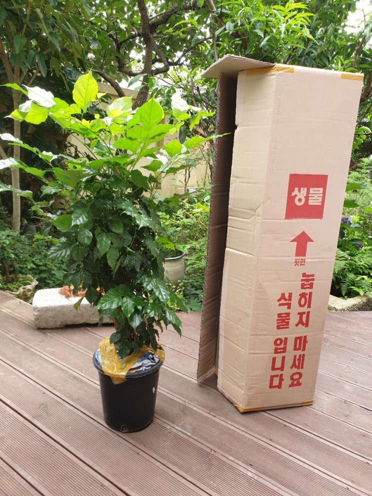  새친구 녹보수와 함께녹보수 키우기 웰컴투 제시카화원