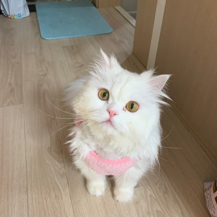  논다 펫밀크 솜이가 좋아해유