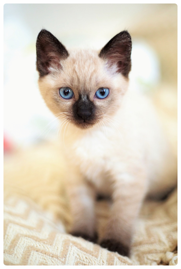  샴고양이 (특징,성격, 집사와의 궁합)알아보기