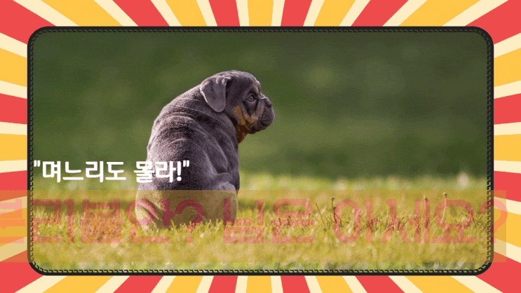  며느리도 몰라! 반려견 분리불안증 5가지 총정리!