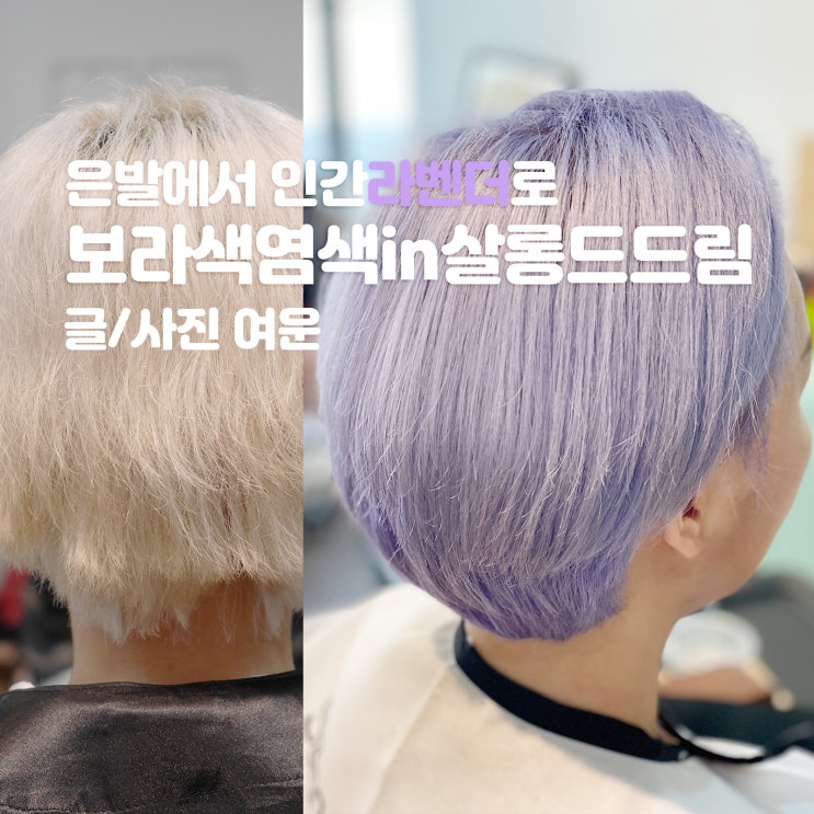 보라색염색 강남역미용실 살롱드드림에서 인간라벤더가 됐습니다