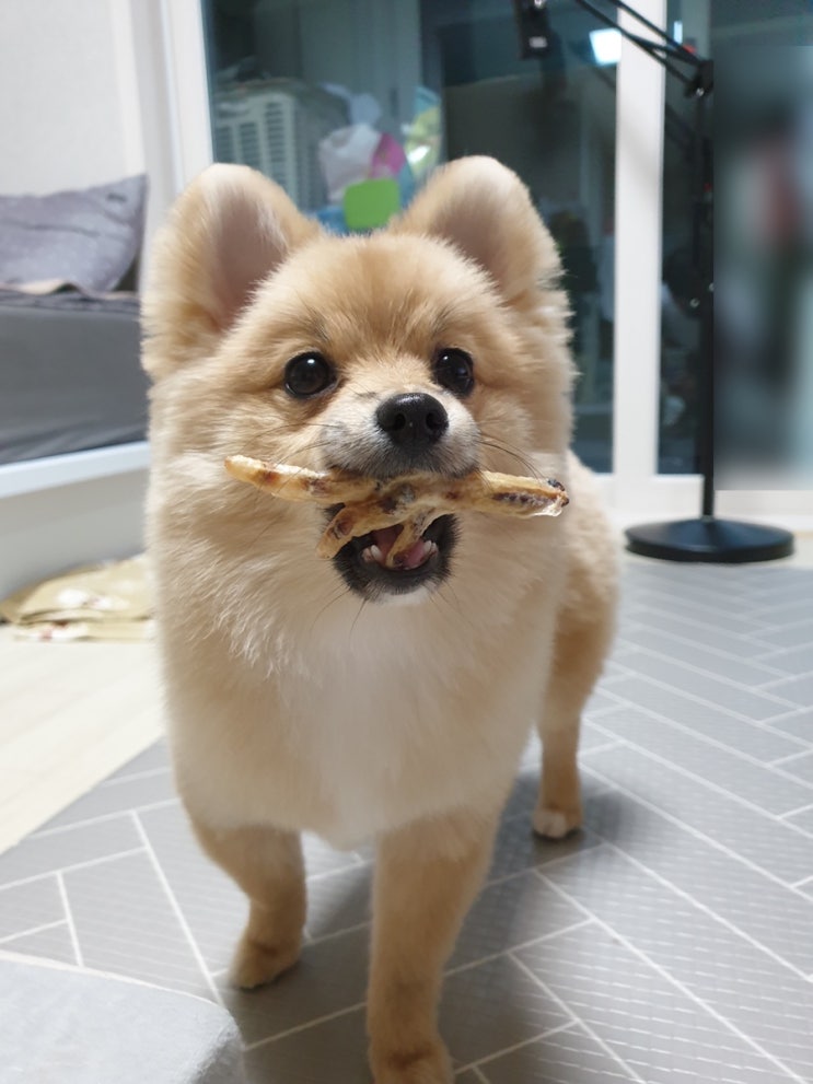  콩이식탁 강아지개껌 닭발껌 오리목뼈껌 반려견껌으로 추천