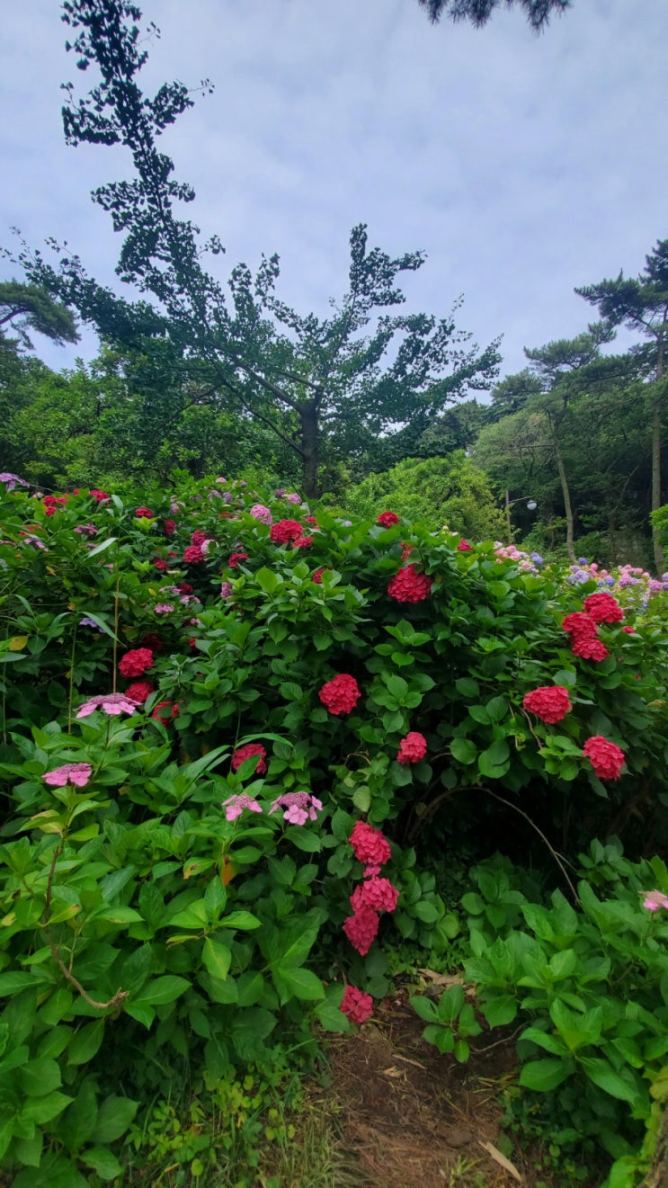  태종대 태종사 수국축제? 취소 #태종대맛집 짬뽕