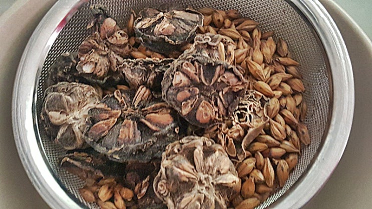  노니 열매로  보리차 만들기