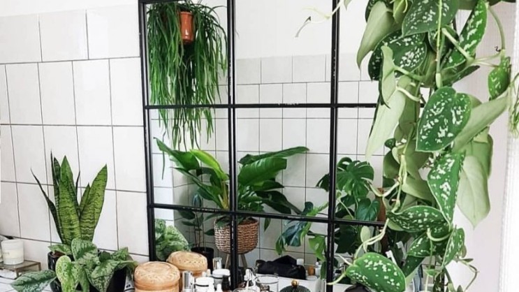 [Interior Tip] 욕실에 어울리는 식물