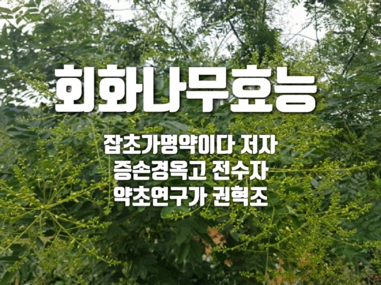 회화나무 효능