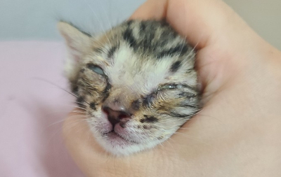  아기 레오 고양이 감기(허피스) 감염되다!!