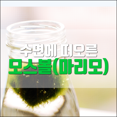 기분이 좋아 수면에 떠오른 모스볼 마리모 기분이 좋아 수면에 떠오른 모스볼 마리모