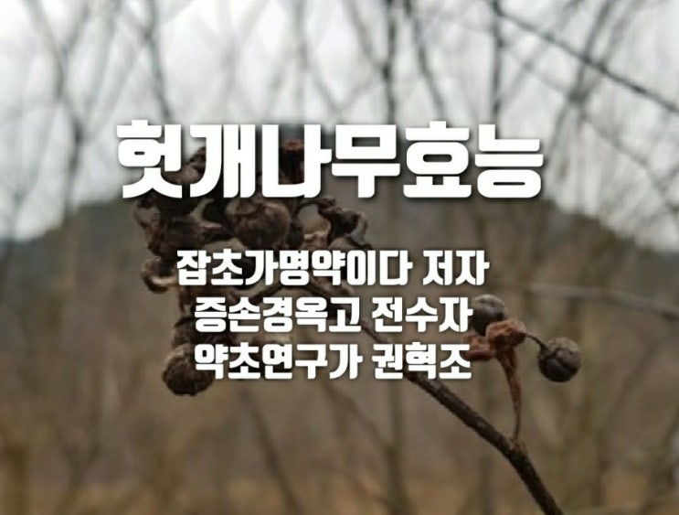  헛개나무효능