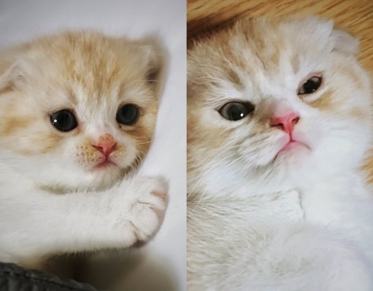  장화신은 고양이 루나의 이중생활?