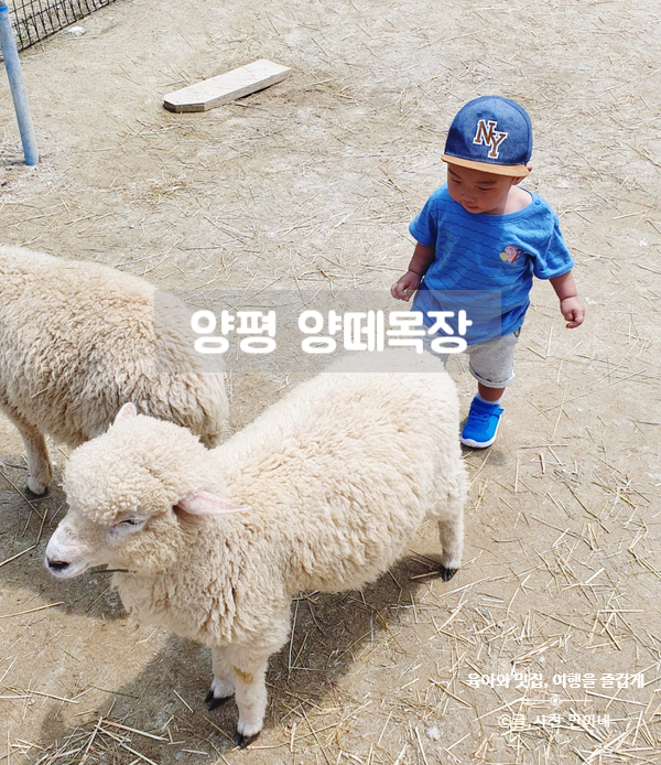 경기도 양평 양떼목장에서 아기동물과 교감, 아이가 너무 좋아해요.