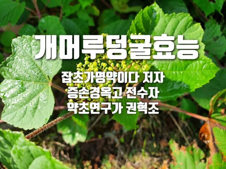  개머루덩굴 효능